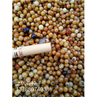 土茯苓种子价格%土茯苓种子供应商
