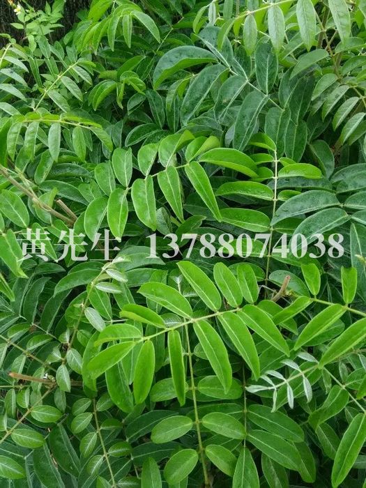 广西牛大力，广西牛大力苗/供应牛大力种苗