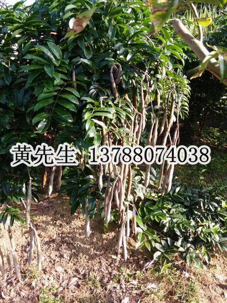哪里有牛大力种子出售？广西牛大力种子