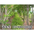 广西沉香苗$南宁沉香树苗/沉香供应商