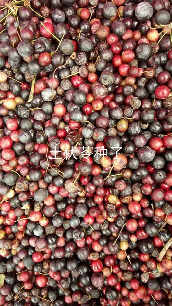 钦州土茯苓种子/广西土茯苓种子