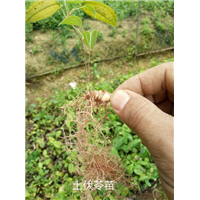 土茯苓苗批发￥土茯苓苗种植基地￥土茯苓苗