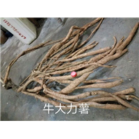 广西牛大力薯*广西牛大力薯供应商