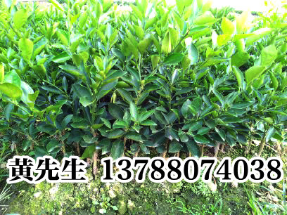 新产品贡柑苗/广西贡柑苗供应^灵山贡柑苗