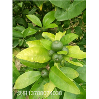 广西沃柑苗/钦州沃柑苗/沃柑苗供应商