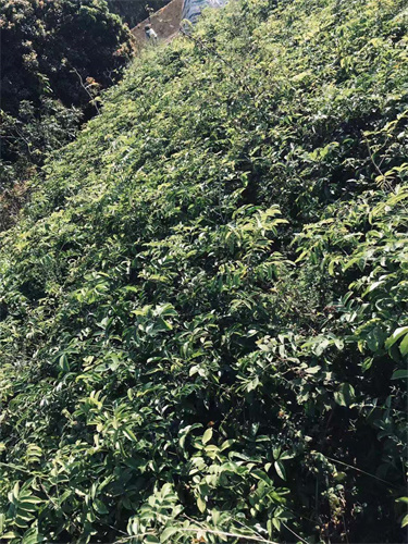 拣良再拣良牛大力试验基地