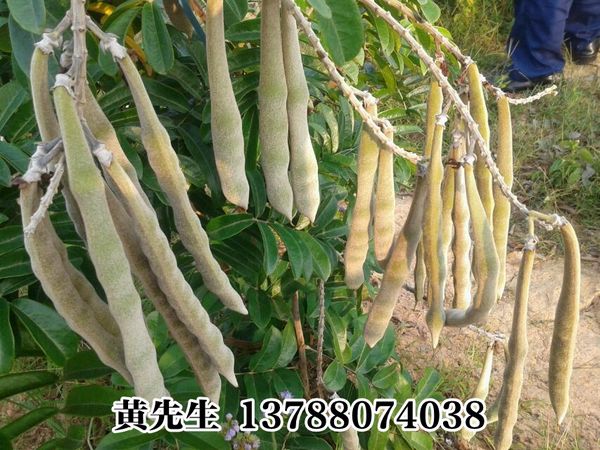 广西牛大力/桂平牛大力#牛大力种籽供应