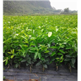 灵山沃柑苗|钦州沃柑苗|广西沃柑苗价格