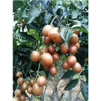 黑黄皮果树苗