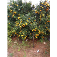 钦州大雅柑苗供应商/大雅柑苗种植基地