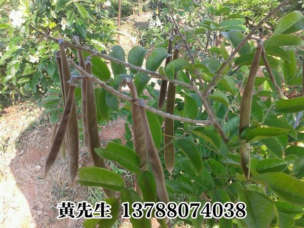 南宁牛大力种子/广西牛大力#牛大力发源地