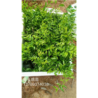 广西屈头鸡苗价格&钦州广西屈头鸡苗