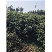 拣良再拣良牛大力试验基地