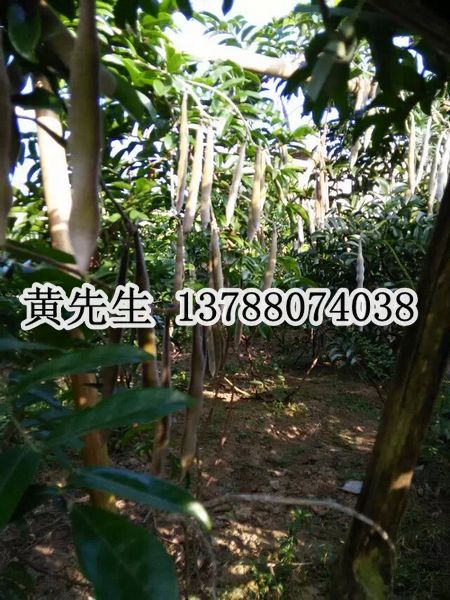 牛大力供应商/牛大力批发商/广西牛大力价格