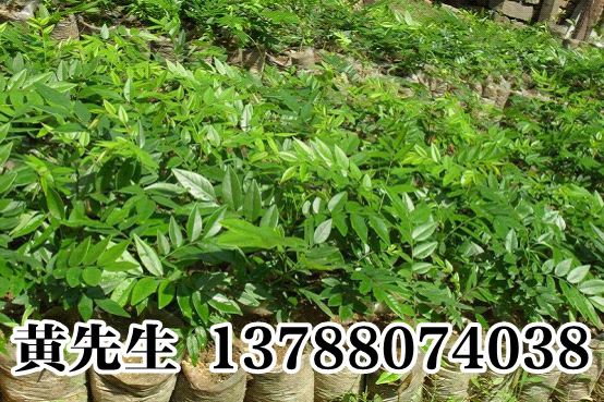 黄花梨树苗&海南黄花梨$黄花梨供应商