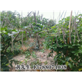 贵港牛大力#广西牛大力种子/牛大力供应 
