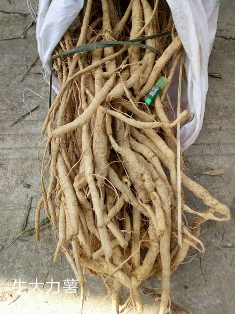 牛大力薯批发《钦州牛大力薯