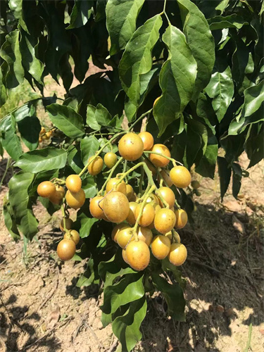 什么是黑金刚  黑黄皮