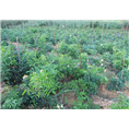 广西牛大力价格*牛大力种植基地