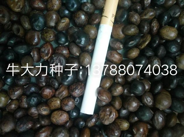 广西牛大力种子/牛大力种子供应商