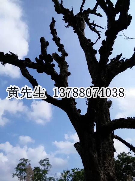 广西牛大力种子批发、钦州牛大力种植基地
