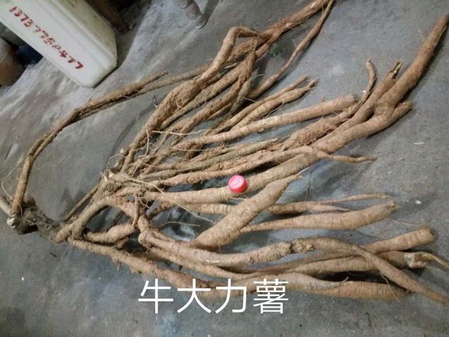 广西牛大力薯*广西牛大力薯供应商