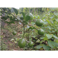 广西屈头鸡价格【钦州屈头鸡】灵山屈头鸡