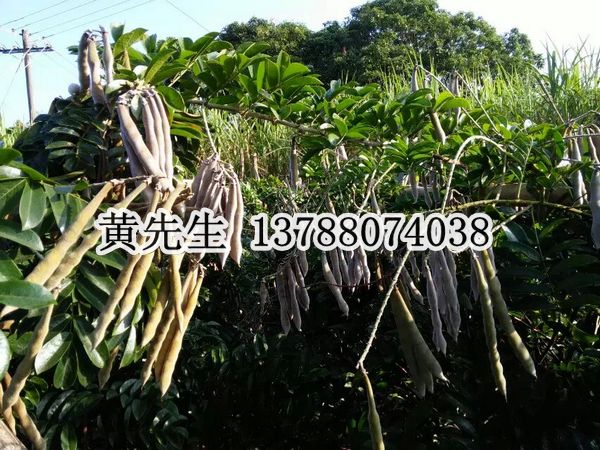 牛大力种植基地、广西牛大力供应商