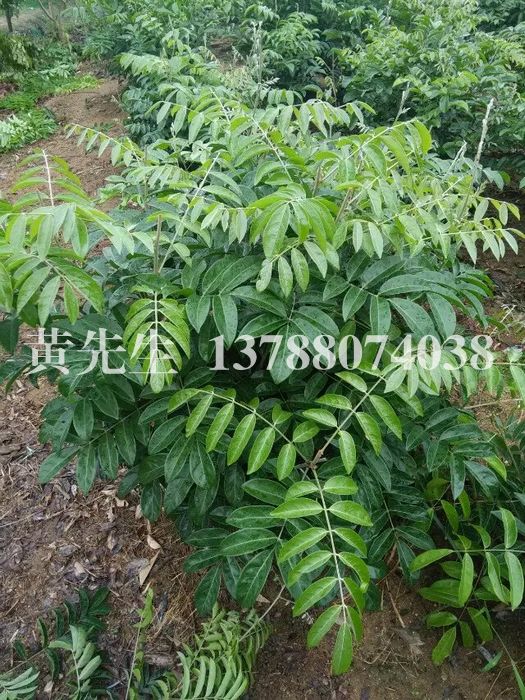牛大力苗”广西牛大力苗/基地实拍、钦州
