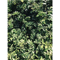 拣良再拣良牛大力
