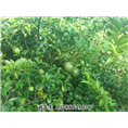 广西屈头鸡/南宁屈头鸡&屈头鸡供应商