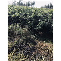 拣良再拣良牛大力试验基地