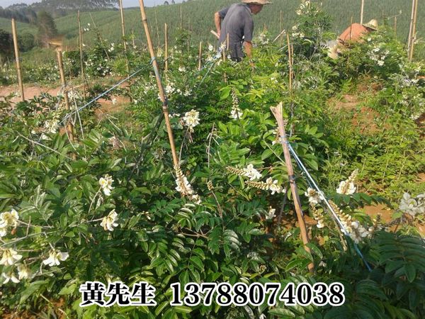 广西牛大力*牛大力种子#钦州牛大力供应