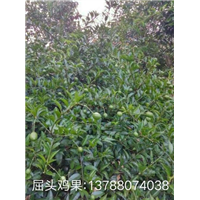 广西屈头鸡果，钦州屈头鸡果，屈头鸡果