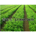 南宁郁柑苗【郁柑苗】郁柑苗基地
