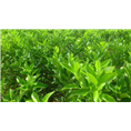 广西沃柑苗*灵山沃柑苗*钦州沃柑苗
