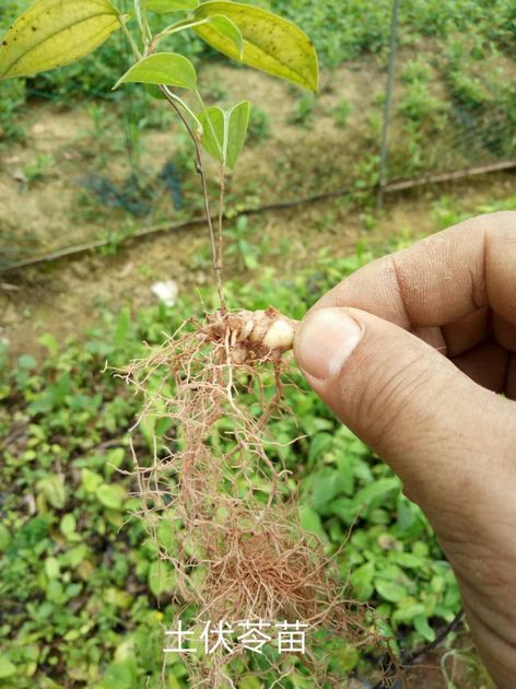 土茯苓苗批发￥土茯苓苗种植基地￥土茯苓苗