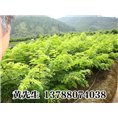 广西黄花梨#桂平黄花梨供应*黄花梨苗木