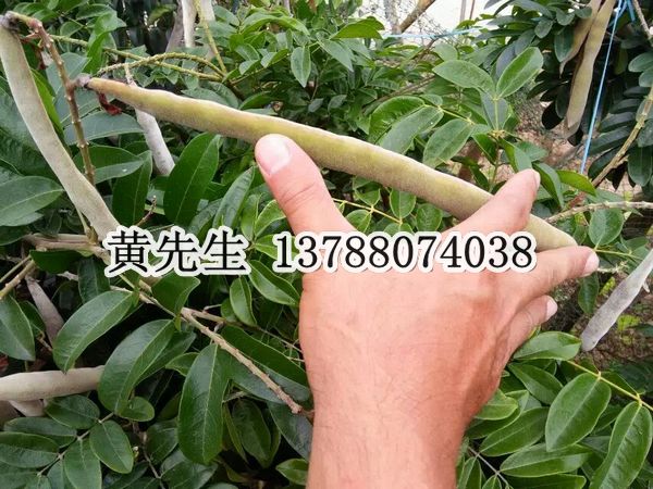 广西牛大力价格*钦州牛大力价格*牛大力