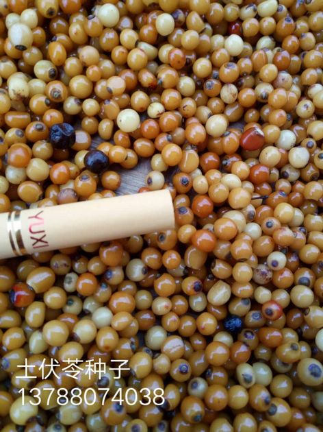 土茯苓种子价格%土茯苓种子供应商