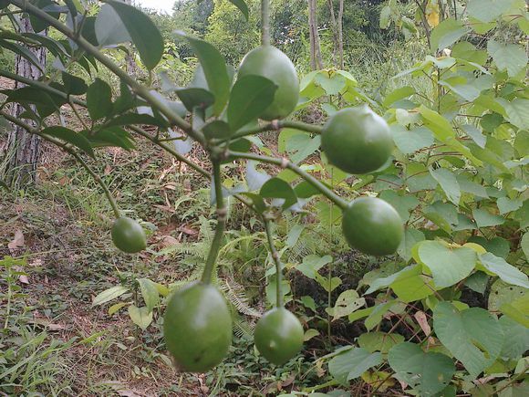 广西屈头鸡价格【钦州屈头鸡】灵山屈头鸡