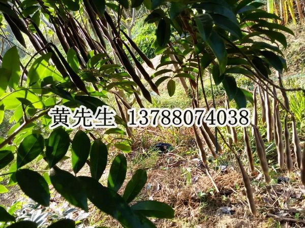 牛大力供应商*牛大力批发商*牛大力种子