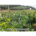 海南牛大力$牛大力种籽/海南牛大力供应商