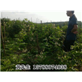 广西牛大力供应商$桂林牛大力.牛大力种子 