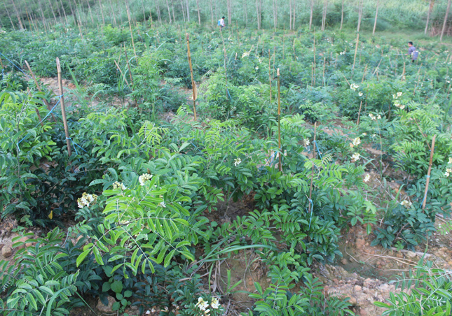 广西牛大力价格*牛大力种植基地