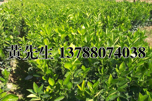 广西南宁郁柑苗基地【郁柑苗】南宁郁柑苗