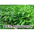 南宁沉香树苗*沉香苗种植基地%广西沉香树