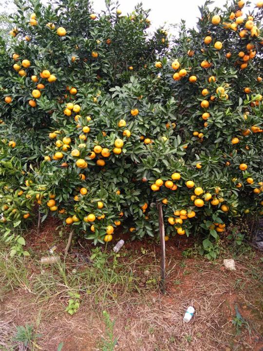 钦州大雅柑苗供应商/大雅柑苗种植基地