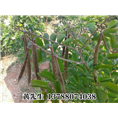 南宁牛大力种子/广西牛大力#牛大力发源地