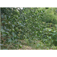 哪里有屈头鸡卖？广西屈头鸡种植基地